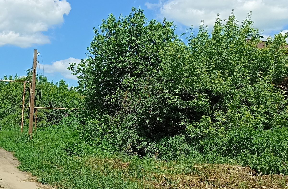 Рослесхоз предложил приравнять американский клён к борщевику и вырубать